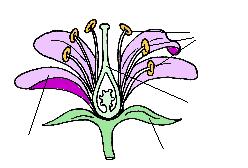 Chapter 7.3 Plant Reproduction, Plant Structure and Reproduction Notes 80.