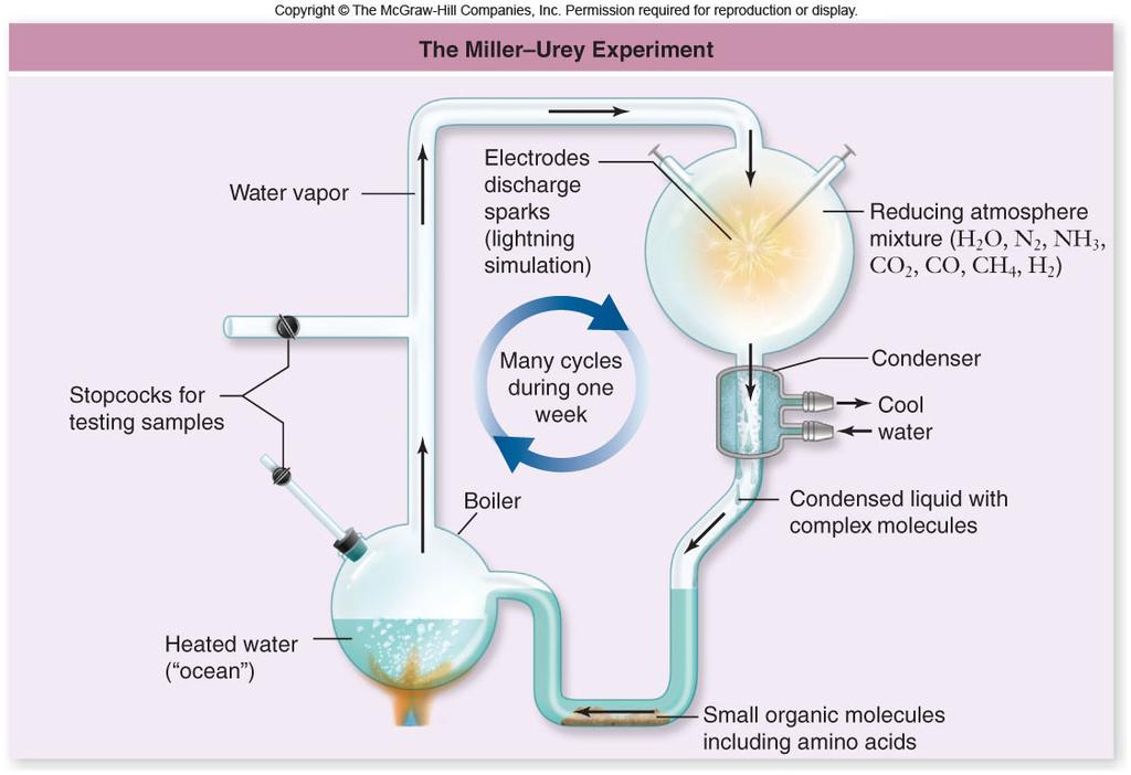 5 BYA Early atmosphere had CO 2, N 2, H 2 O and H 2 -Reducing atmosphere In 1953, Miller and Urey did an experiment that reproduced this early atmosphere -Used electrodes to
