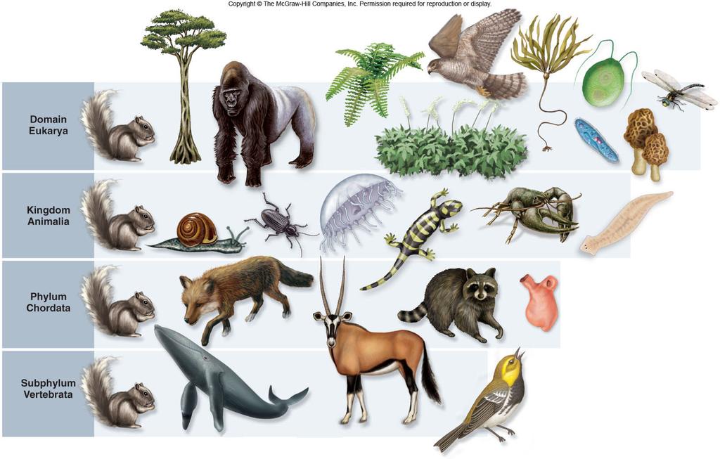 is the science of classifying living things -A classification level is called a taxon Scientific names avoid the confusion caused by common names 8 The Linnaean