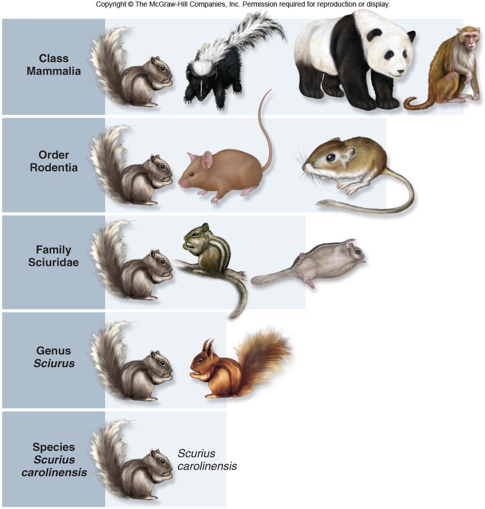 of the Hierarchy Many hierarchies are being re-examined based on the results of molecular analysis -Linnaean taxonomy does not take into account evolutionary