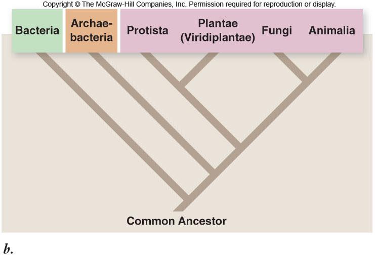 Grouping Organisms Carl Woese proposed a six-kingdom system Prokaryotes Eukaryotes Grouping Organisms Biologists are increasingly adopting a threedomain phylogeny based on rrna studies -Domain