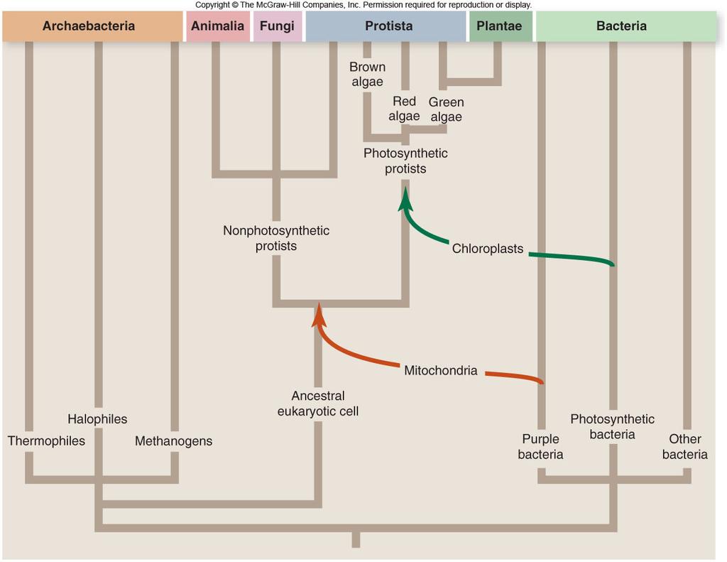 Fungi Plantae Animalia -Largely multicellular organisms -Each is a distinct evolutionary line derived from a unicellular protist 21 22 Key Eukaryotic