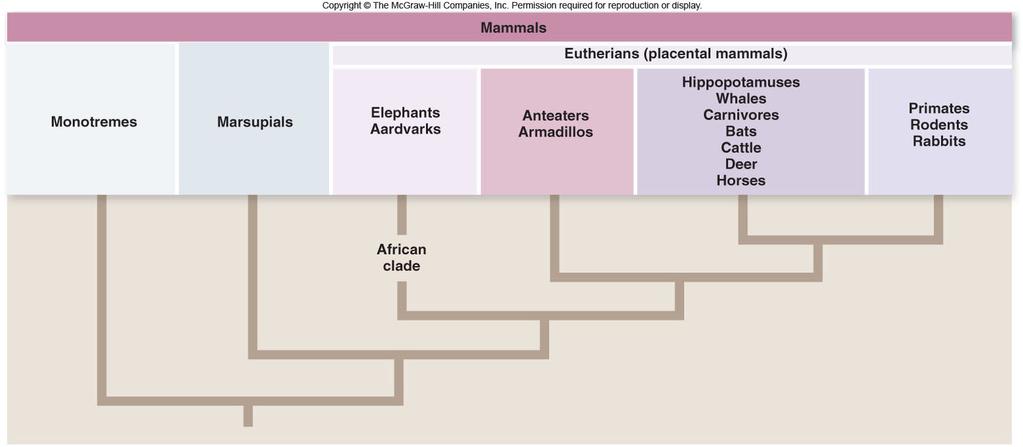 The Mammalian Family Tree The Mammalian Family Tree Afrotheria South American lineage Understanding evolutionary relationships among organisms