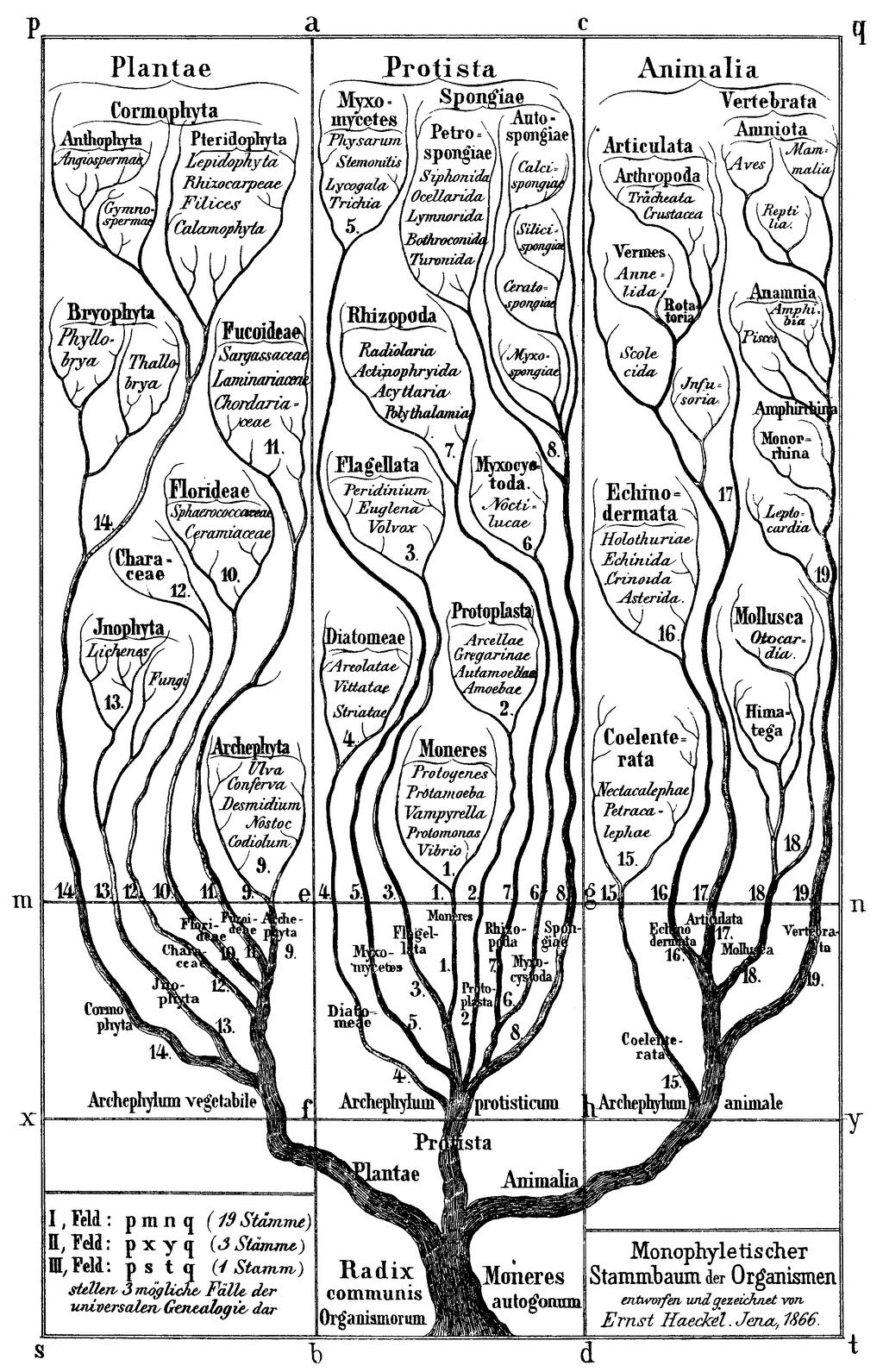 Darwin imagined life story as a tree.