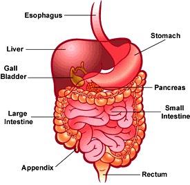 Organ Systems Digestive System Allow