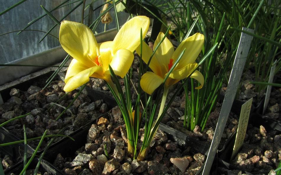 Crocus EA Bowles A few years ago I was sent a corm of what is possibly the true Crocus EA Bowles a plant