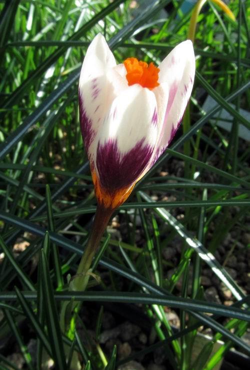 If you have not seen the Crocus threads you do not know what you are missing there you will find a wealth of information and pictures posted by new and experienced gardeners including some of the