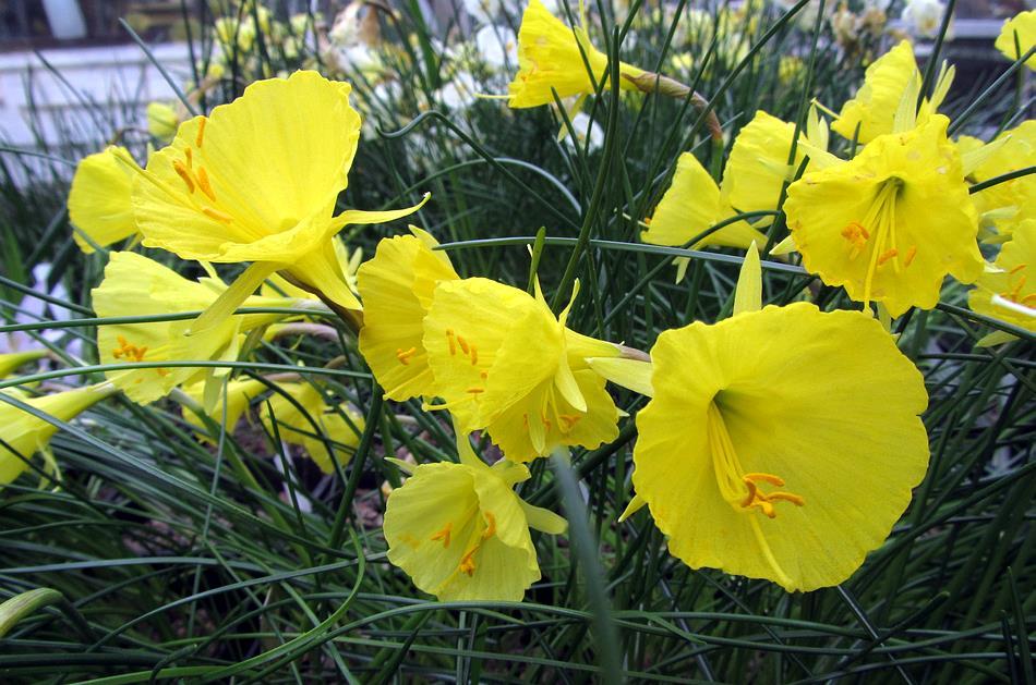 Narcissus bulbocodium and Narcissus romieuxii JWB 8913 The larger flowers in this picture are Narcissus bulbocodium and the smaller ones are the lovely