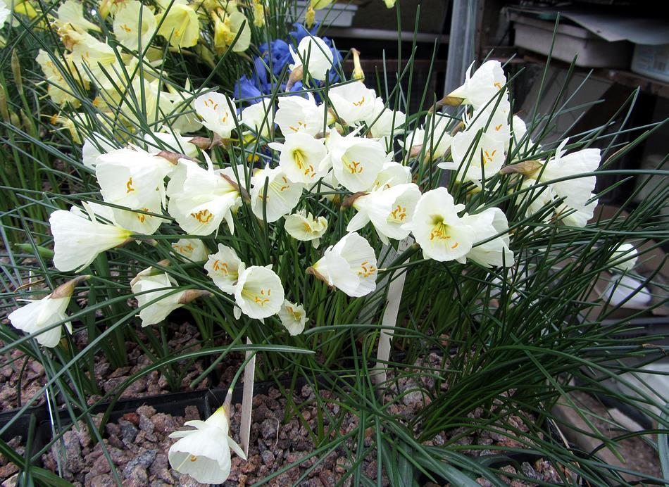 Narcissus Don Stead A hybrid between Narcissus cantabricus and N. bulbocodium raised by the late Don Stead is a very good plant it has been stated in the forum that the flowers are typically squashed.