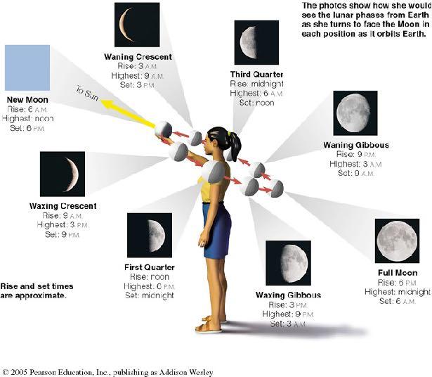 Phases of Moon Half of the Moon is illuminated by the Sun and half is dark.
