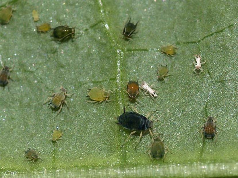 Aphis gossypii A.K.A. Cotton or Melon Aphid Relatively