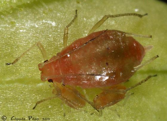 aphid is always pink or red (but not a distinctive characteristic) Antenna same length or slightly shorter then body Medium