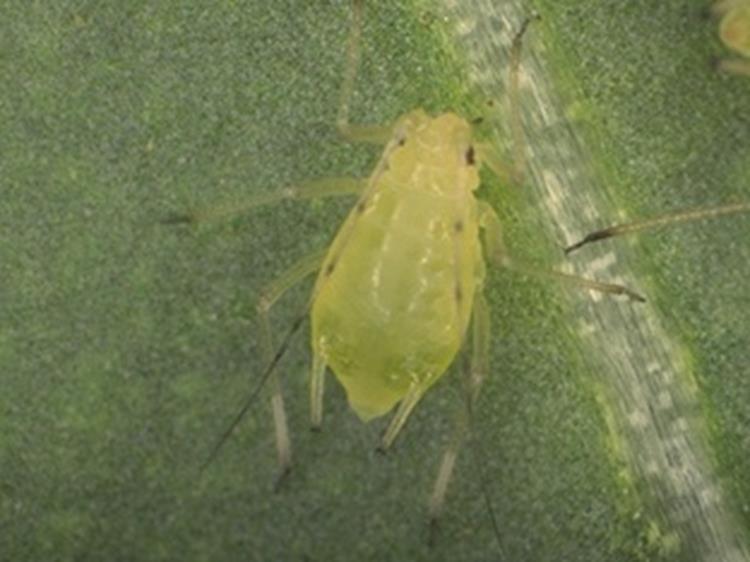 Aulacorthum solani A.K.A. Foxglove aphid / Glasshouse potato aphid Larger aphid species (1,8-3,0 mm)