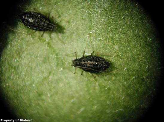 (Ericaphis fimbriata) Banker system(s) English grain aphid (Sitobion