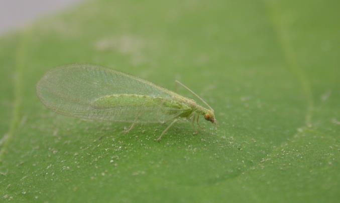 Chrysopa carnea(lacewing) Strengths Relatively