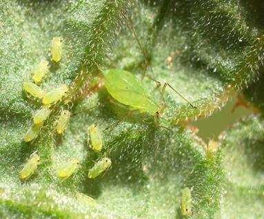 Expect first aphids / first