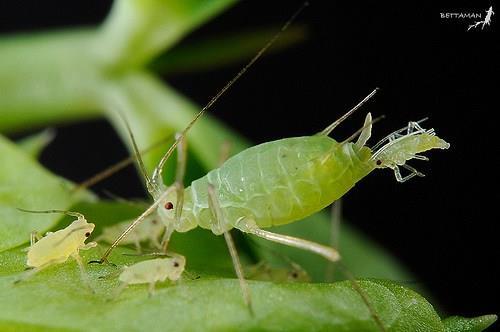 Aphid reproduction Mainly in organic production