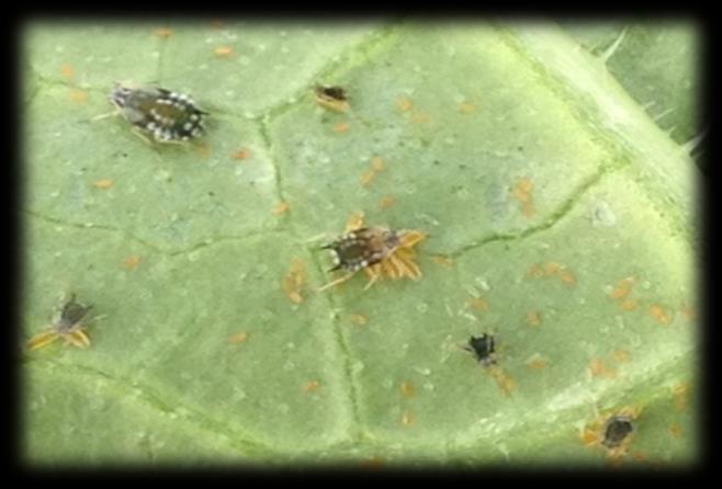 also parasitized + hyper parasitized aphids!