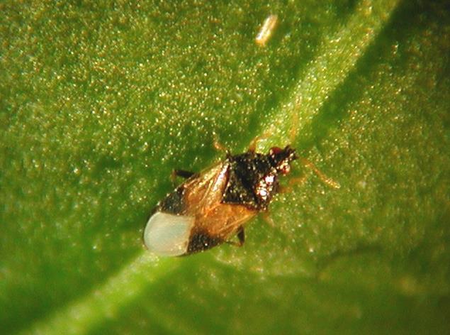 Biological Control of Thrips Orius insidiosus (can be in