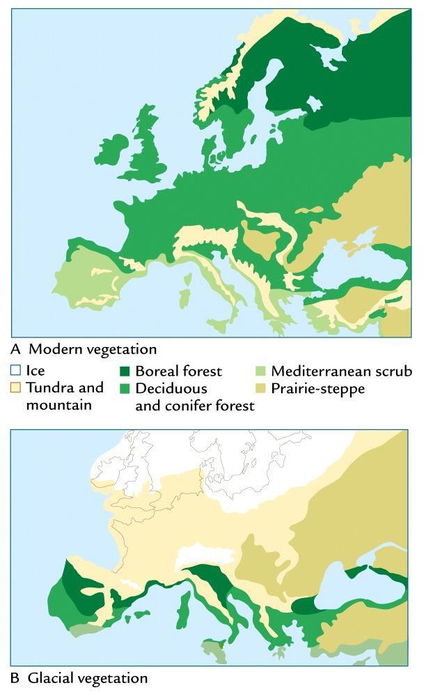 European vegetation at present and