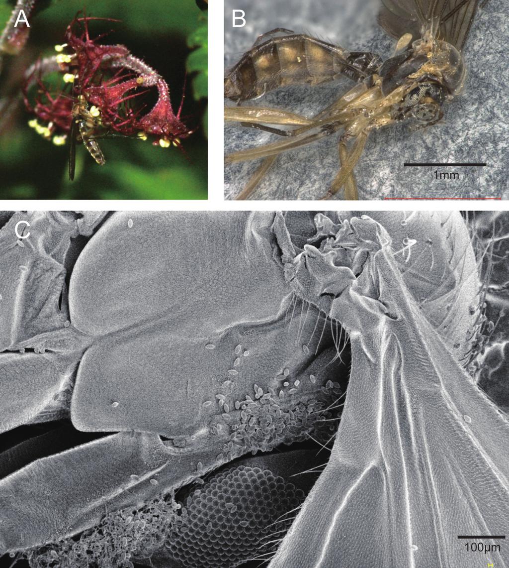 184 Yudai Okuyama Fig. 1. Coelosia sp. (Mycetophilidae) that visited on the M. formosana ﬂowers. A, Coelosia sp. nectaring on the M. formosana ﬂower. B, A microscopic image of Coelosia sp.