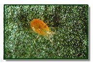 Biological Control of Spider mites Amblyseius californicus (predatory mite) Hardier than A.