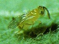 Whitefly Boicontrol; parasitoids Eretmocerus spp.