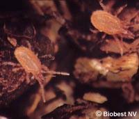 Fungus gnats (and shore fly) Biocontrol Hypoaspis miles