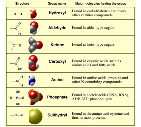v Macromolecules Ø Most biological molecules are polymers made by covalent bonding of smaller molecules called monomers Ø Lipids don t polymerize, non- covalent forces maintain the interaction