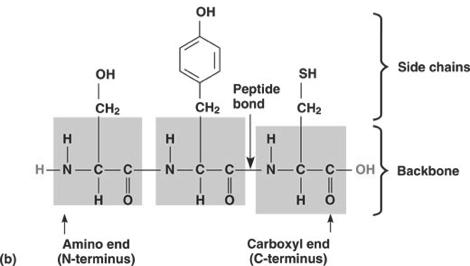 to form a polypeptide chain dehyration reaction!