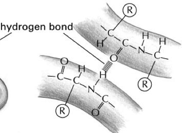 Arises From the ydrogen Bonds Between the Peptide