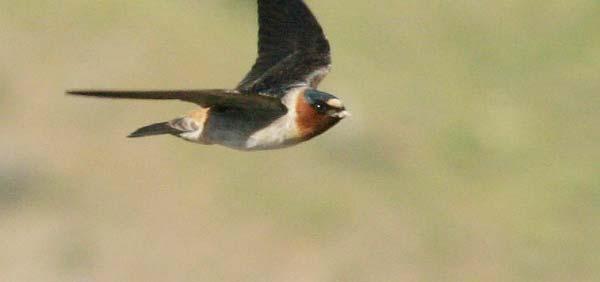 Nests Swallow