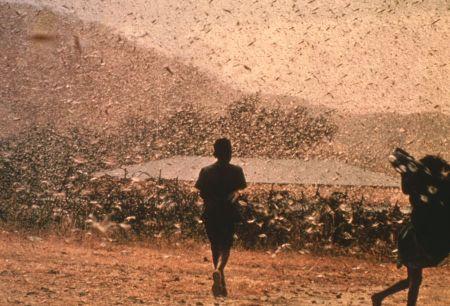 Locust Swarm Social