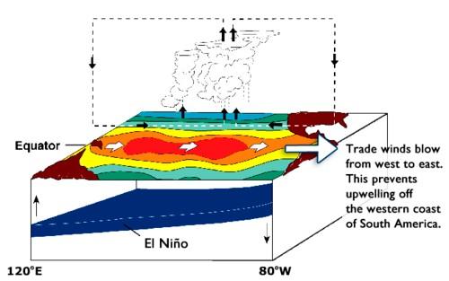 Image El Nino Year How do you think El Niño affects climate on the western coast of South America? This ABC News video explores the relationship of El Niño to global warming.