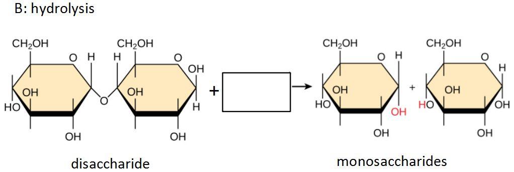 compound in diagram B.