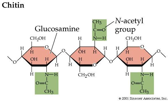 (structural in plants) polysaccharide (structural in animals and fungi) 3.