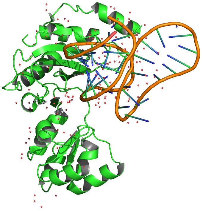 Protein-RNA complexes (A)