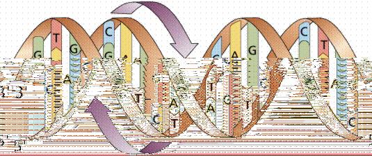 Central Dogma of life DNA Storage Medium CCTGAGCCAACTATTGATGAA
