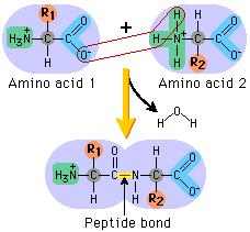 The peptide bond Dehydration synthesis or condensation