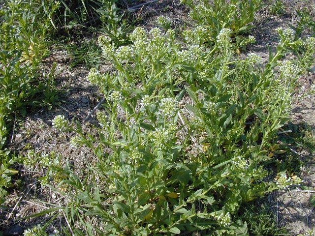 Allelopathy and Weed Ecology Hoary cress perennial noxious weed found in all parts of the continental USA except the southeast invaded over 100,000 ha in Oregon forms dense, monotypic stands