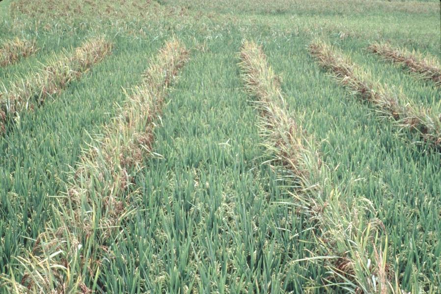 Rice Allelopathy and Weed Management Allelopathy in rice (Oryza sativa L.