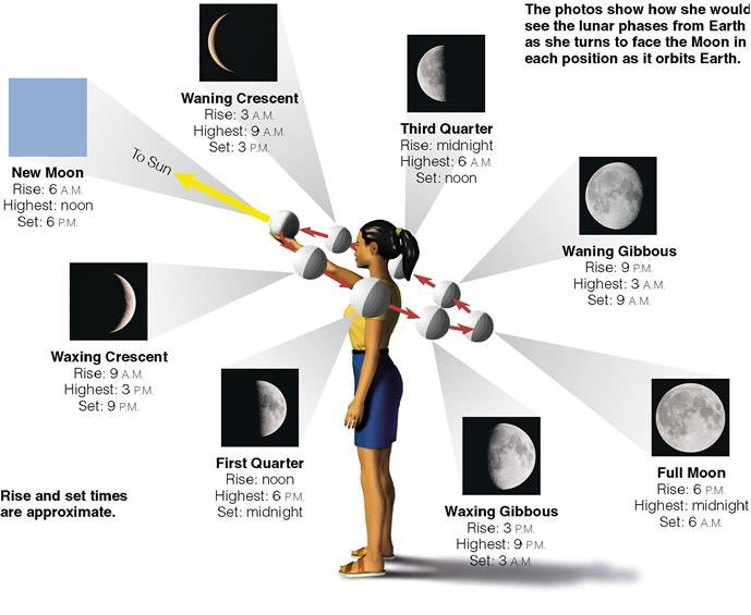 Phases of Moon Half of Moon is illuminated by Sun and half is dark We