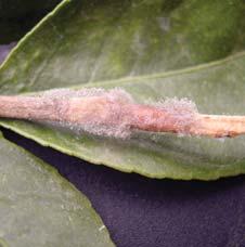 Characteristics of the most common and easily diagnosed diseases. White mold (Sclerotinia sp.