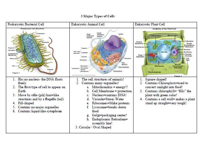 36.What are the functions of the following organelles: ribosomes - make proteins, mitochondria - makes ATP (cellular energy) and chloroplast - photosynthesis (makes food)? 37.