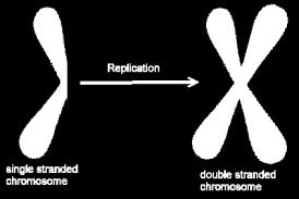 What is the mechanism behind sexual reproduction? Sexual reproduction relies on the formation of egg and sperm; these structures are referred to as gametes.