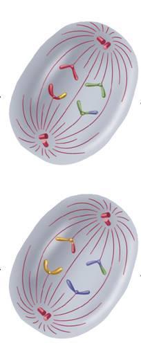 Phases of Meiosis The sister chromatids separate and move