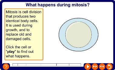 What happens during mitosis?