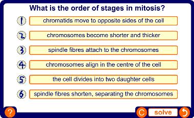 The stages of mitosis 14
