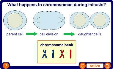 Chromosomes during mitosis