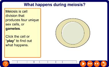 What happens during meiosis?